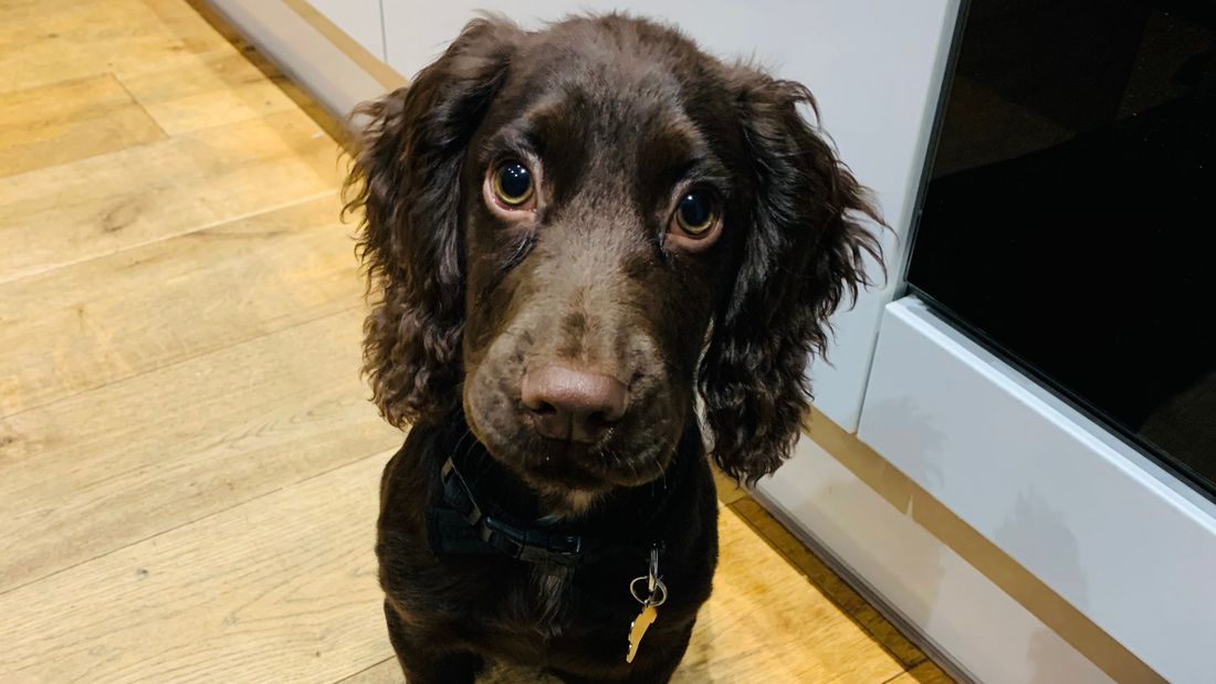 Oban — A Dog, A Town, A Dram